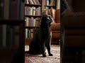 miaw time 😂👈#music ,#cute ,#catvideos ,#ai ,#funny