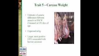 Breedplan - The Carcase Traits