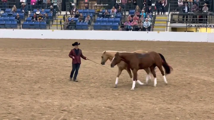Luke Gingerich, Rio, and Chloe ILHA Invitational F...