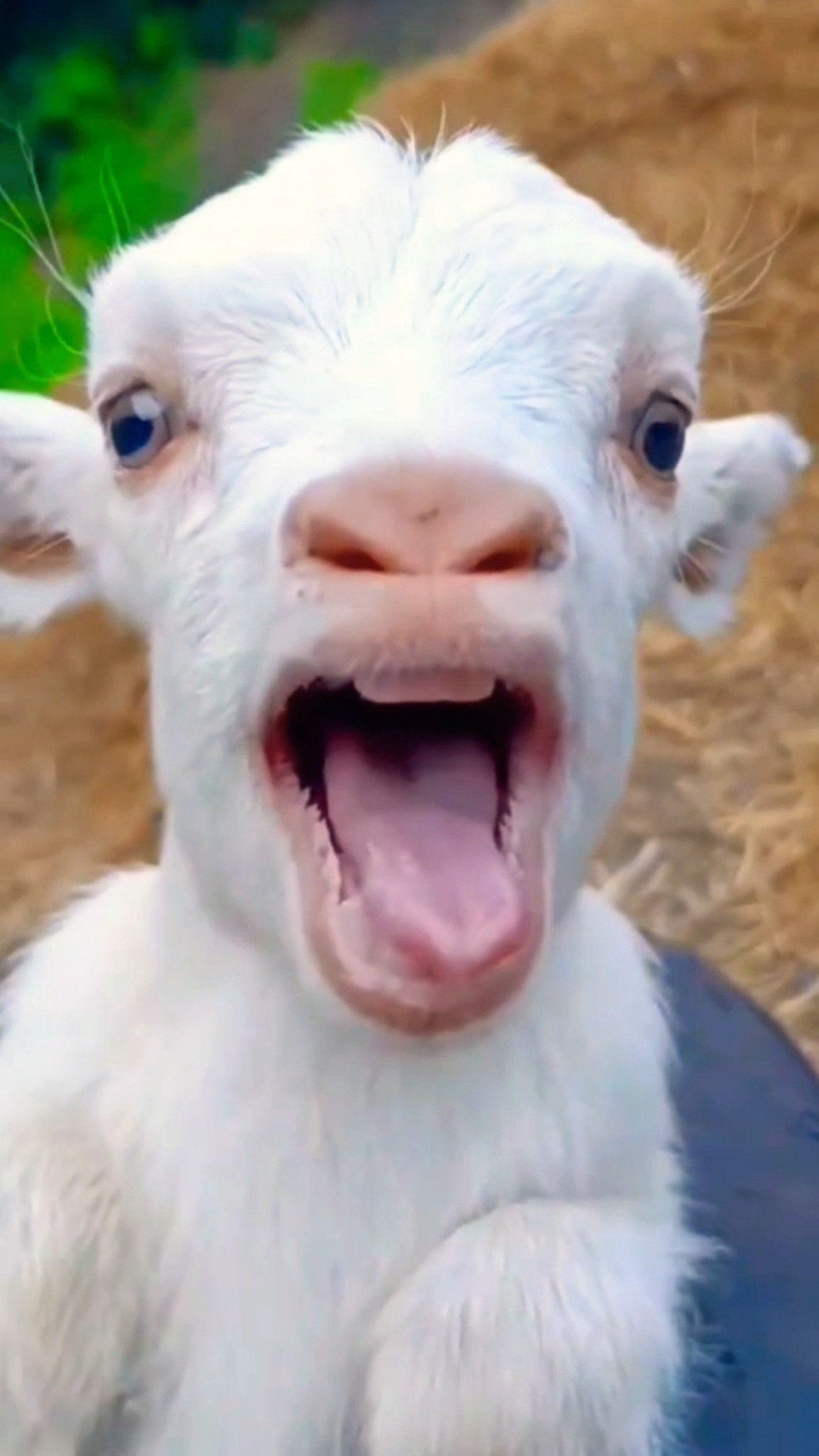Mamaa  Yey Mamaa ??? #shorts #viralvideo #funny