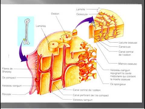 Vidéo: Les Aspects Nutritionnels De La Composition Osseuse