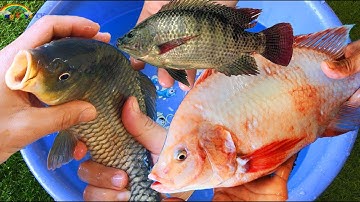 Các Loại Cá Nước Ngọt, Cá Chép, Cá Rô Đồng, Cá Trạch, Cá Koi