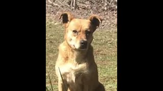 PREGNANT MAMA DOG Rescued from living on her own. by Greg King Canine Recovery 978 views 5 years ago 4 minutes, 18 seconds