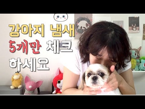 강아지 냄새잡기 5대원칙 [올리브 진료실]