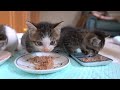 おしゃべりしながらご飯を食べる子猫達 kittens talk while eating