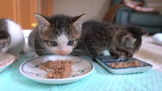 おしゃべりしながらご飯を食べる子猫達 kittens talk while eating