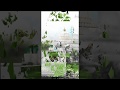 Me gulam -E- khwaza hu full screen whatsapp status / Garb Nawaz full screen whatsapp status Whatsapp Status Video Download Free