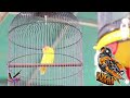 Terapy Lomba Untuk Melatih Mental Lovebird Ngekek Panjang di Arena Lomba | Lovebird Ngekek Panjang