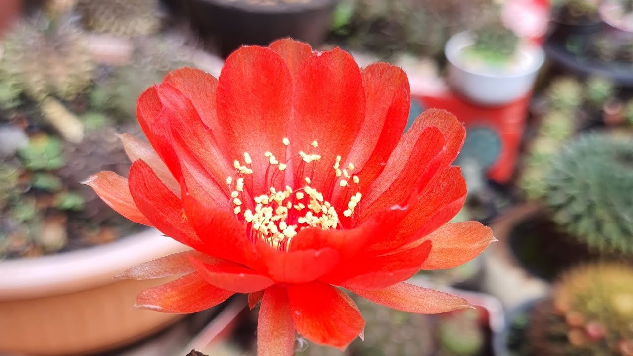 Cacto e Outras Plantas que eu Quase não Mostro no Canal: 