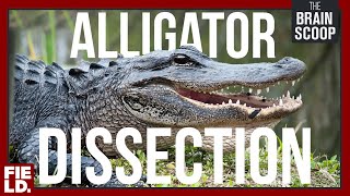 alligator dissection highlights