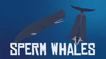 10 Interesting Facts About Sperm Whales