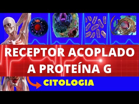 Vídeo: O que uma proteína receptora faz?