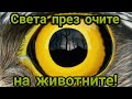 Как различните животни виждат света?! [1080p]