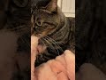 モミモミモミモミ#キジトラ#元野良猫 #もみもみ#猫のいる生活 #cat