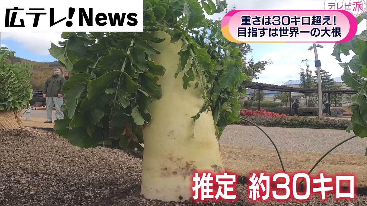 広島・尾道市 ギネスに挑戦！因島のジャンボ大根 - YouTube