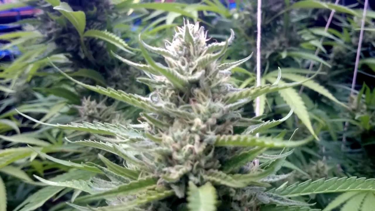 Kritikal Bilbo (Genehtik Seeds) Feminizada