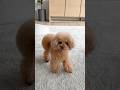 ママの隣を取り返す方法😆 #dog