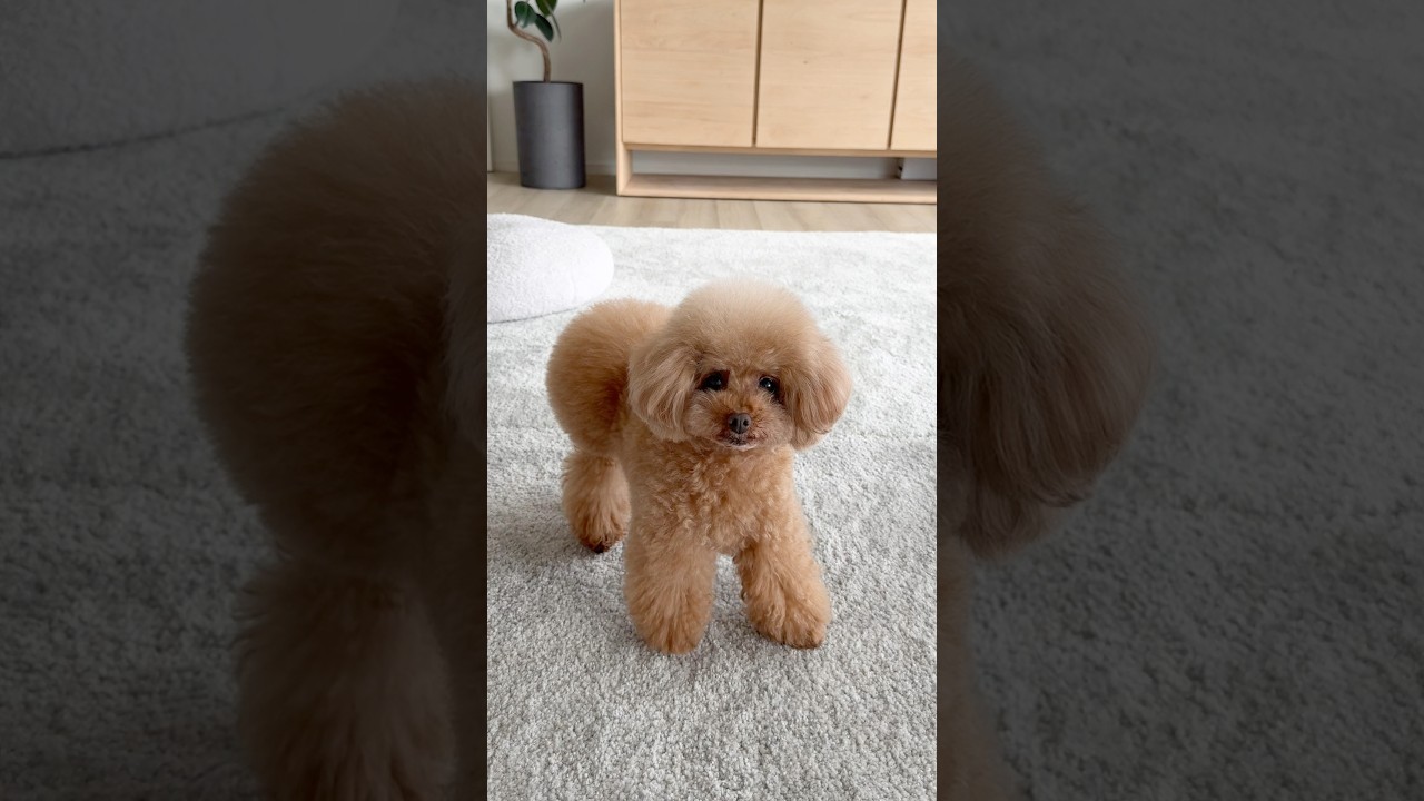 ママの隣を取り返す方法😆 #dog
