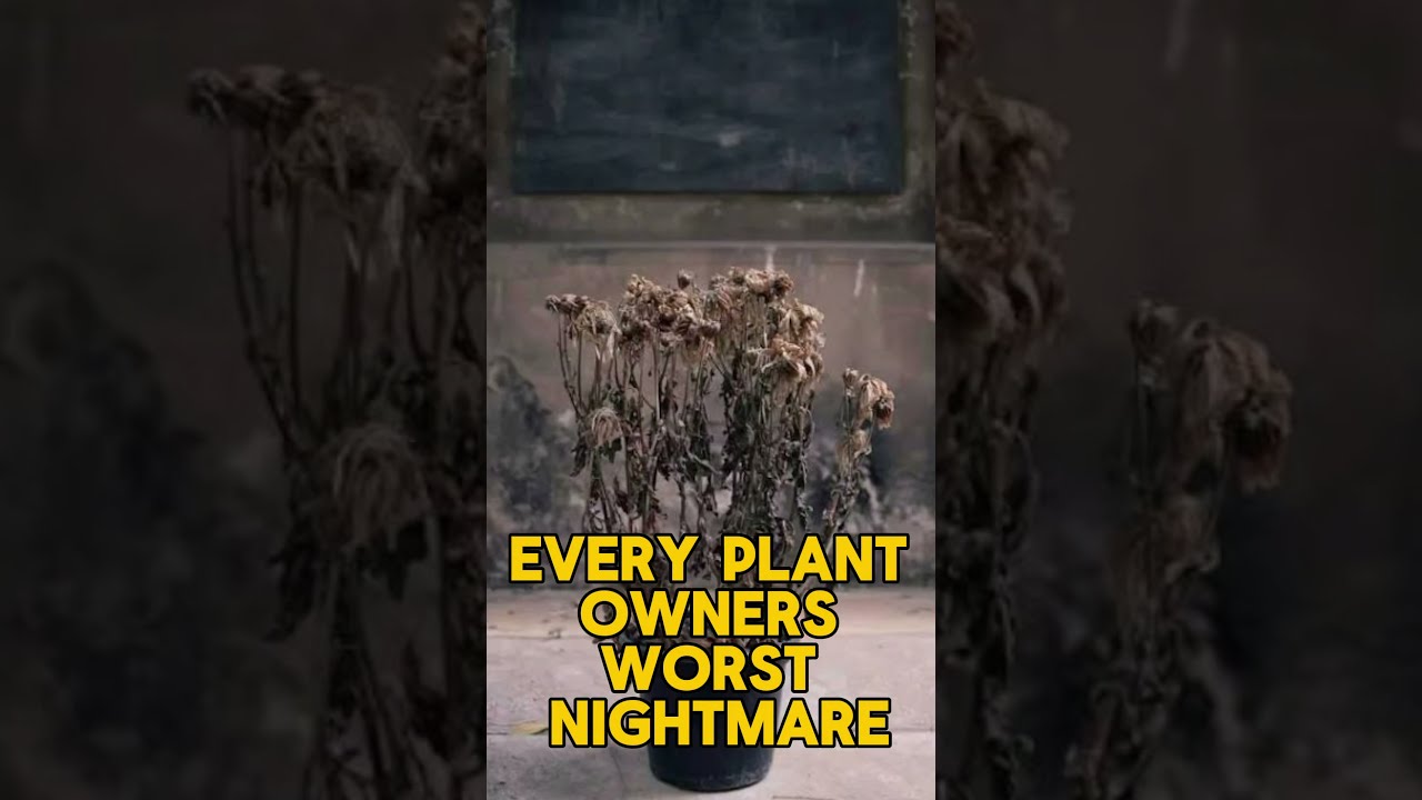 Every Plant Owner S Worst Nightmare 