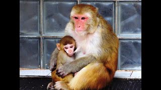Питомник обезьян в Сухуме. Абхазия.