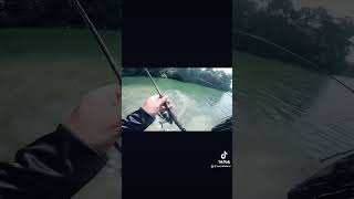 Amazon fishing in Singapore. #peacockbass #fishing #shimanofishing #freshwaterfish #singapore