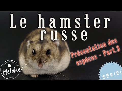 Vidéo: Présentation d'un nouveau hamster nain à celui que vous avez déjà