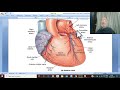 CVS module 18 (  Arterial supply  of  the  heart ) , by  Dr. Wahdan .