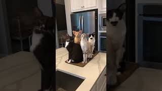 Oriental Shorthair cats:  The Fabulous Four