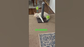 Catnip Plants #shorts #cat #cats #short