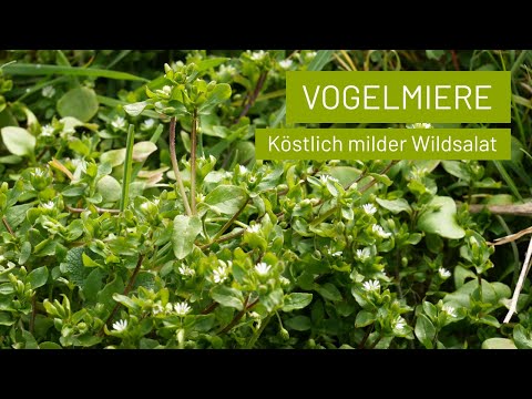 Video: Ist Vogelmiere essbar: Informationen zur Verwendung von Vogelmiere als Nahrung