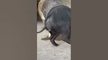 Shorts Pig Wildboar Minipig Piggy Pigs Piglife Minipigs Piglove Cutepig Piglet 