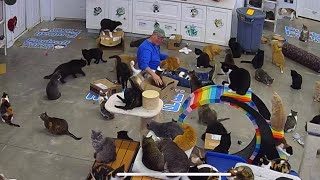 Here’s the first video of Furball Farm!! What a journey! 😻 #love #cat #dream #passion by Furball Farm Cat Sanctuary 3,070 views 3 months ago 2 minutes, 56 seconds