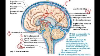 CNS Part 4