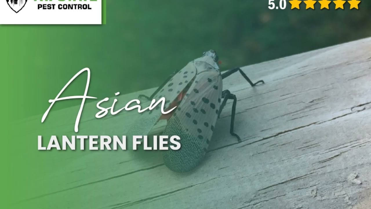 Expert Pest Control Services NYC | Tri-State's Top Exterminators for Rodents & Bedbugs