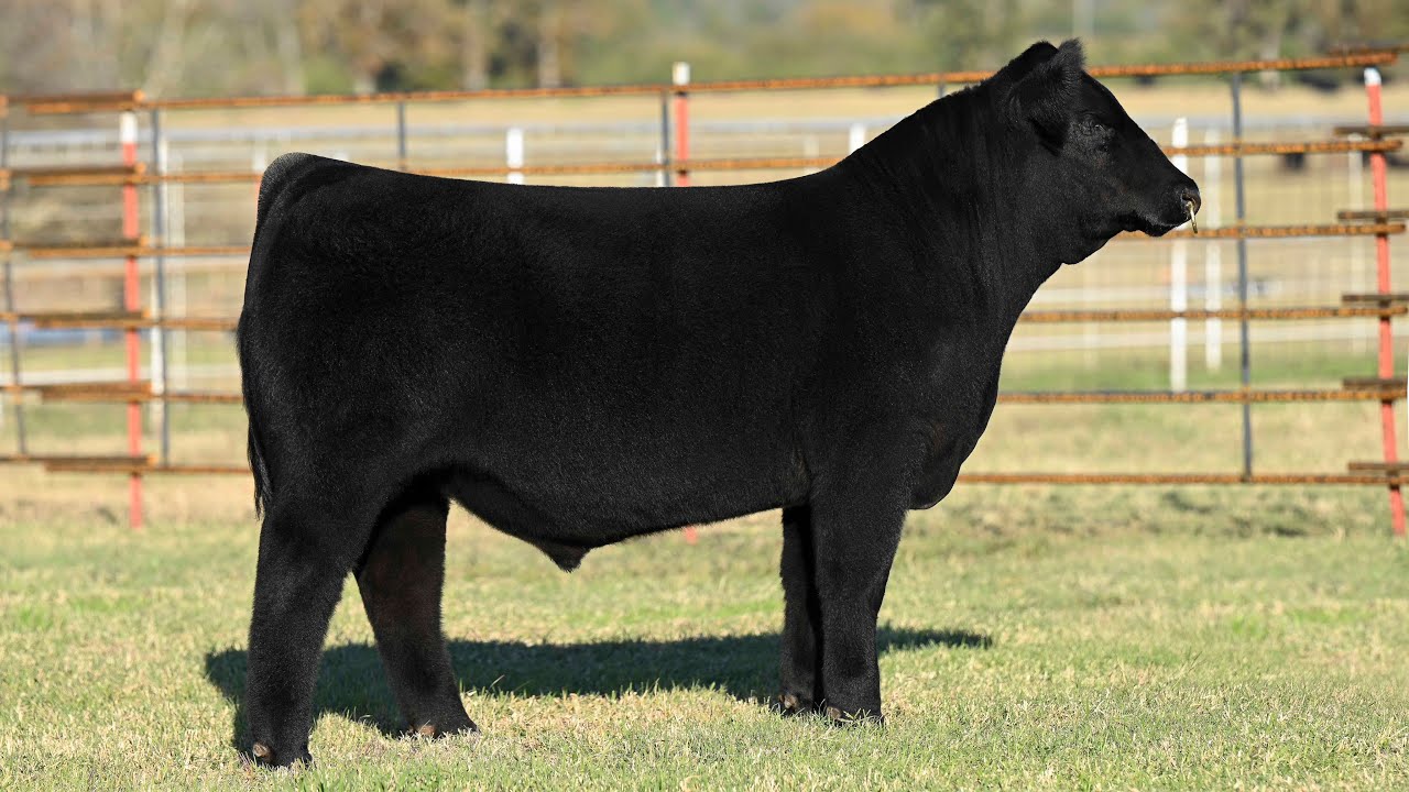 Buck Creek Ranch Lot 41 YouTube