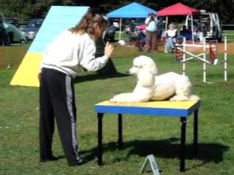 New York Minute: Poodle Nose Kisses & Agility Run - YouTube