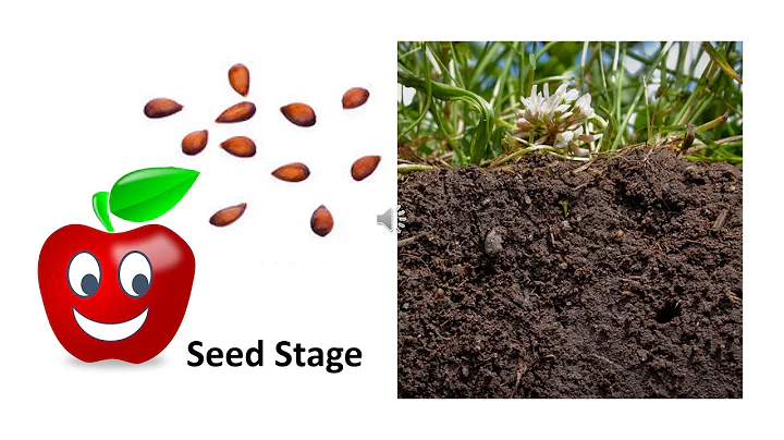 apple tree life cycle video _Lisa Fennell