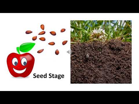 apple tree life cycle video _Lisa Fennell