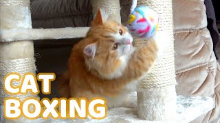 The cat's punching power was too strong. by CuteAnimal Ch 11,523 views 2 years ago 3 minutes, 57 seconds