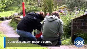 ¿Los caracoles de jardín son venenosos para los perros?