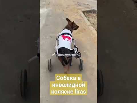 Реальный отзыв на инвалидную коляску для собаки. (liras.ru) #собака #животные #собаки #топ
