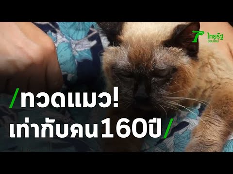ฮือฮาทวดแมวอายุ 34 ปี เท่ากับคน 160 ปี | 20-03-64 | ข่าวเช้าไทยรัฐ เสาร์-อาทิตย์