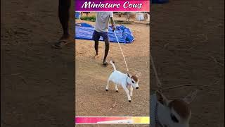 Mini Cow In My Farm # Miniature punganuru Cows # nadipathy Goshala screenshot 2