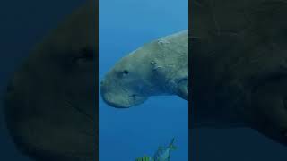 Dugong Delights Discovering Hidden Marvels