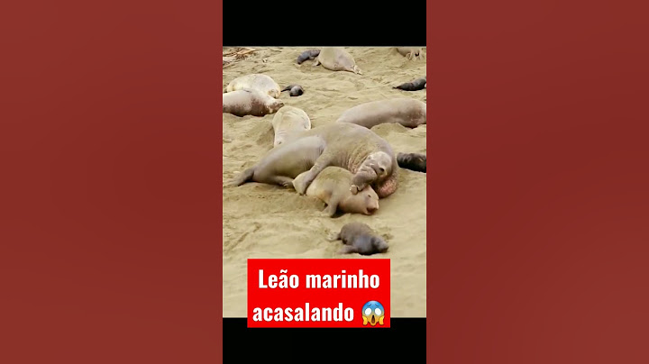 acasalamento de leões marinhos, leões marinhos em momentos de reprodução #shorts