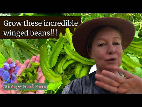 Grow 1000's of Winged Beans!!! 🤠🌿🌿🌿