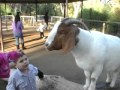 Petting Zoo Goes All Bad Petting Zoo Goes All Bad