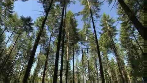 HowStuffWorks Show: Episode 3: Tree Harvesting