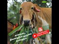 கால்நடை தீவனத்தில் பூஞ்சை தாக்குதல் | Fungal attack in Livestock Feed
