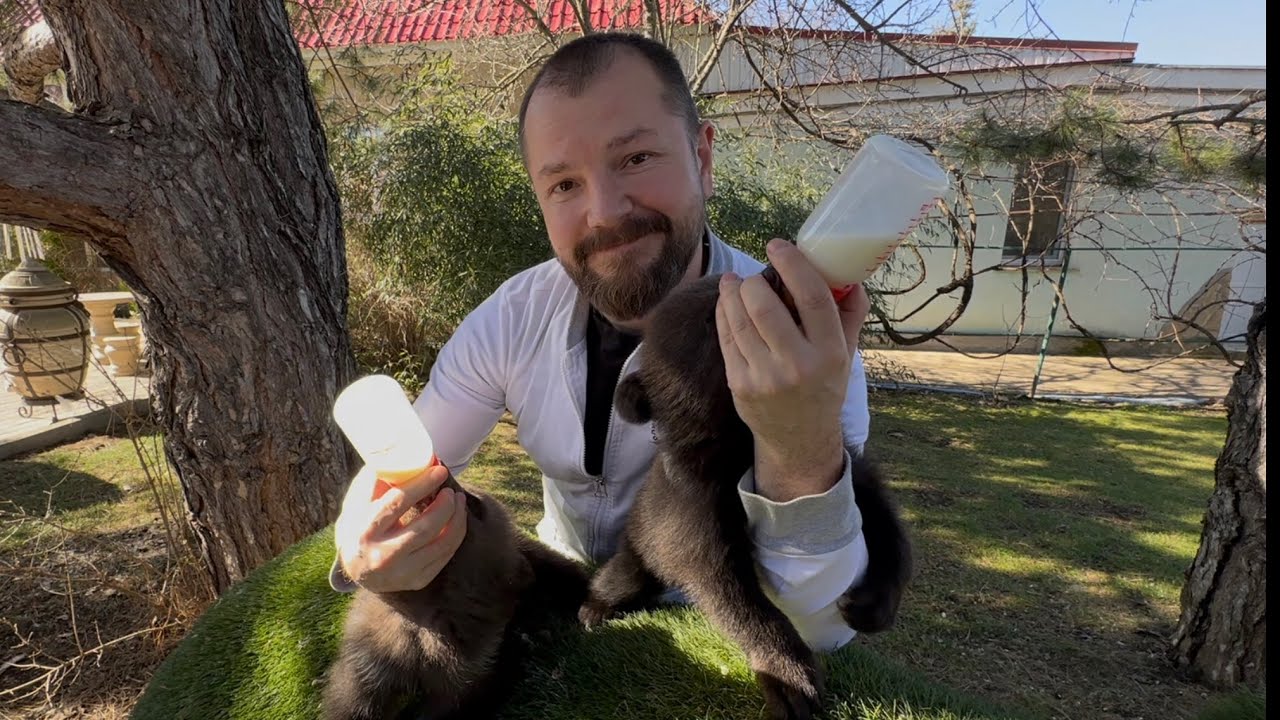 Секрет кормления медвежат Топы и Кнопы